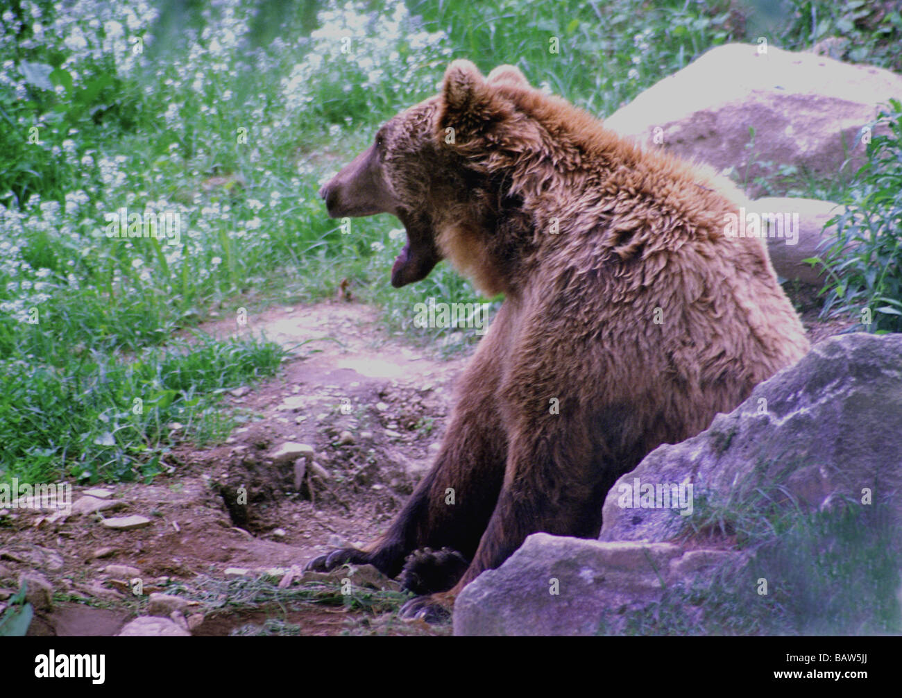 Mammals;Brown Bear;European;'Ursus arctos';Adult sitting in a forest in the Pyrenees. Stock Photo