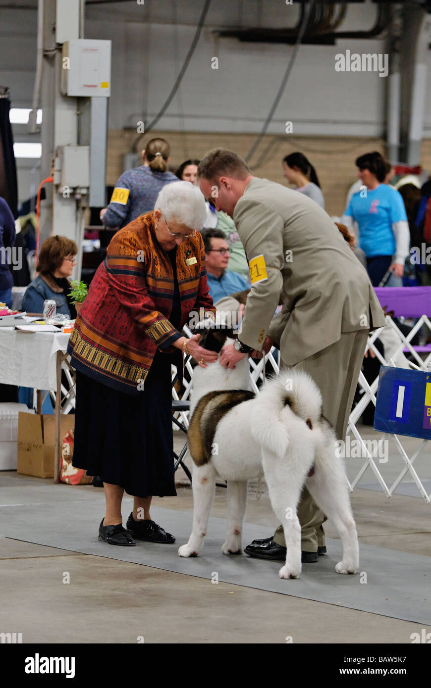 Akita being Judged in the Show Ring at the Louisville Dog Show in Louisville Stock Photo