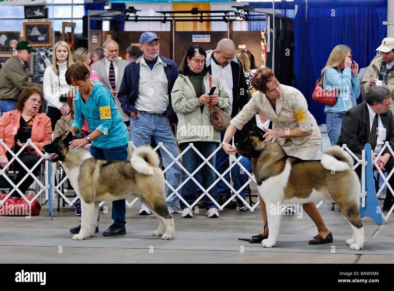 Akita being Shown in the Show Ring at the Louisville Dog Show in