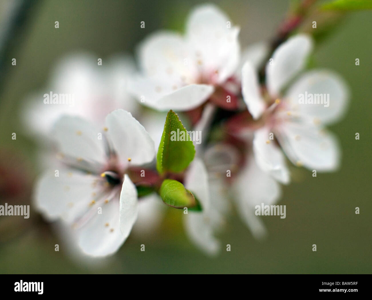 Close up of blooming Cherry tree Prunus flowers Stock Photo