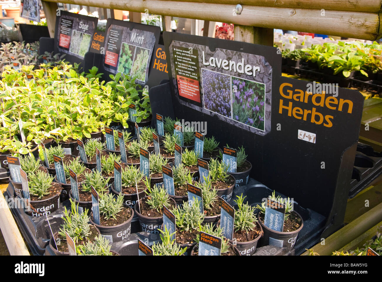 Lavender garden herbs for sale at a uk garden centre nurseries in small pots Stock Photo Alamy