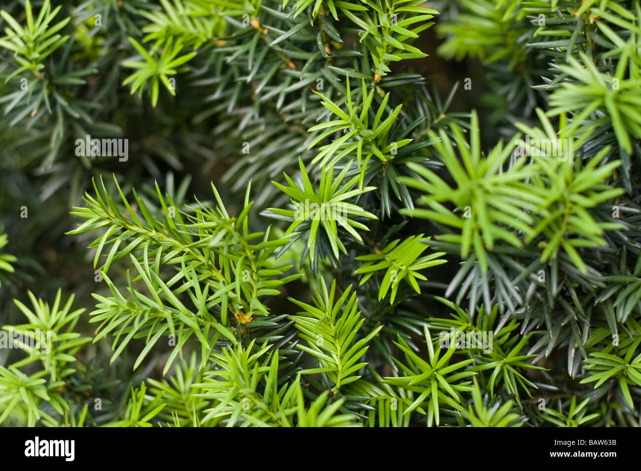 Juniper tree close up hires stock photography and images Alamy
