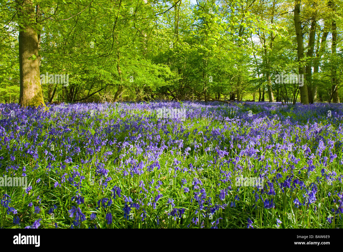 Turville Heath magnificent display of beautiful wild bluebells wood woods glade copse trees Spring sunshine green leaves leafs foliage no people Stock Photo