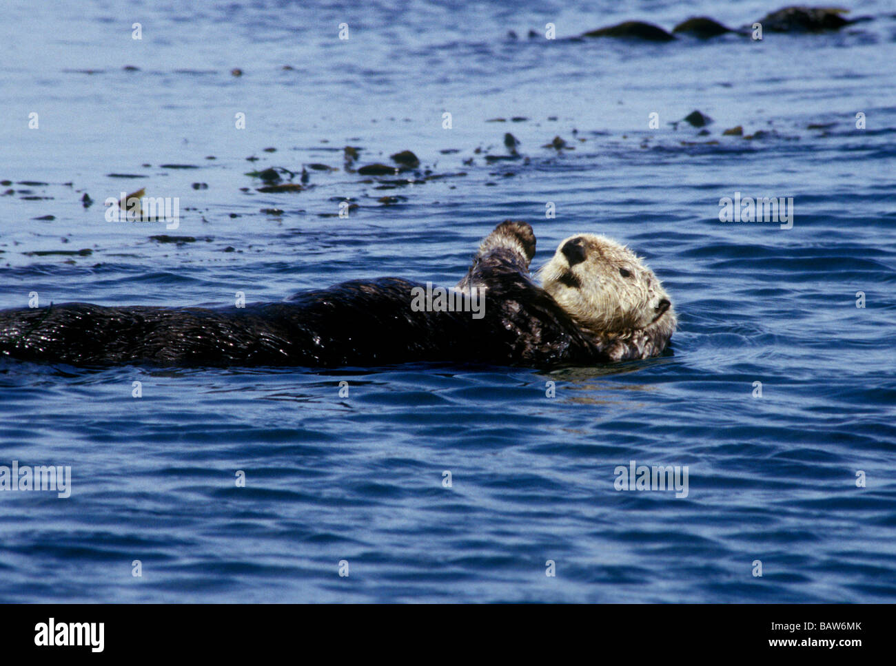 Southern Sea Otter (Enhydra lutris nereis) floats in Elkhorn Slough, California. Stock Photo