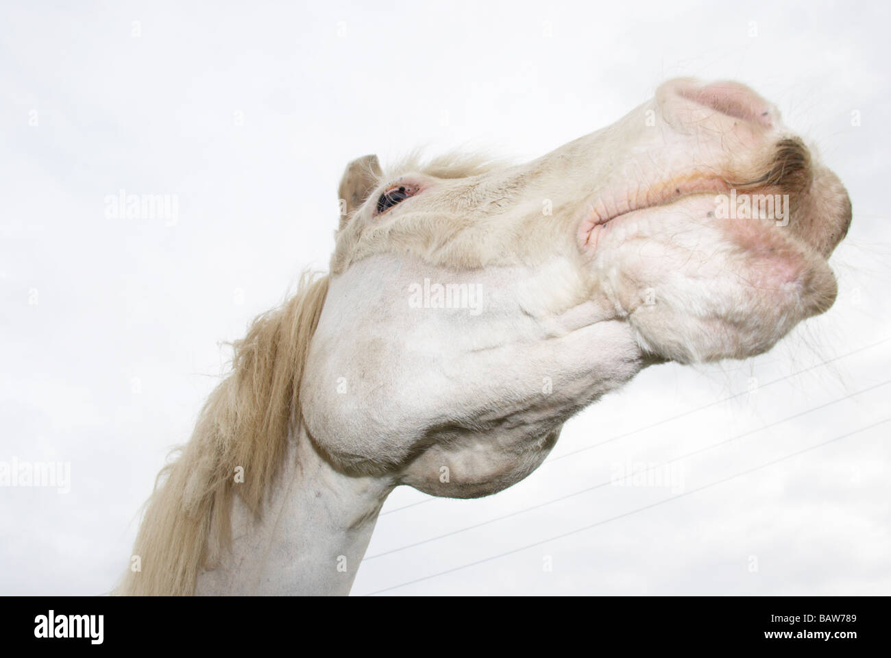 Muscles of the face and neck hires stock photography and images Alamy