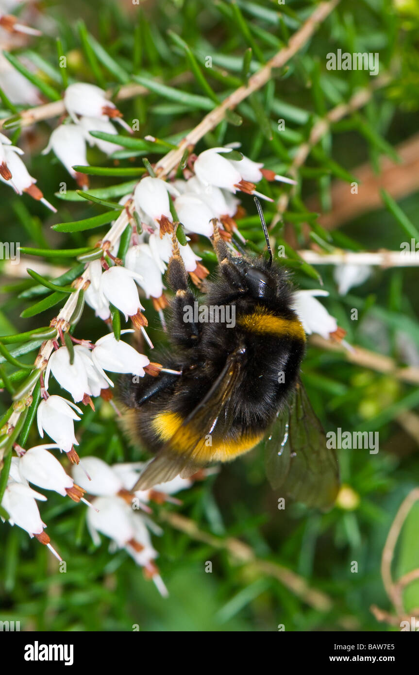 Closeup of a Bumble bee pollinating and feeding off the necta of a