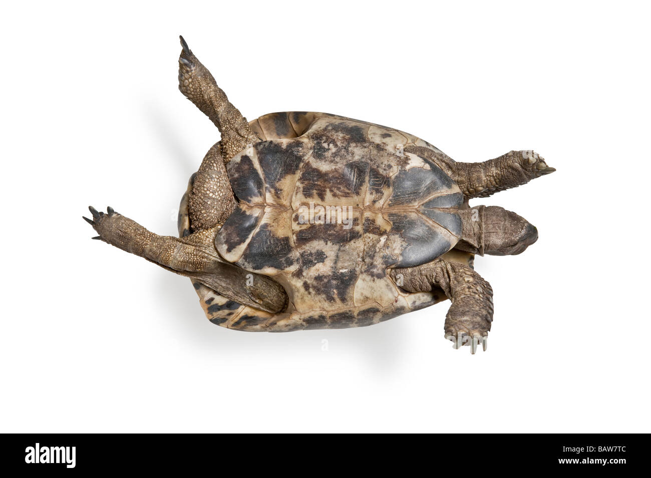 Turtle turned upside down Stock Photo