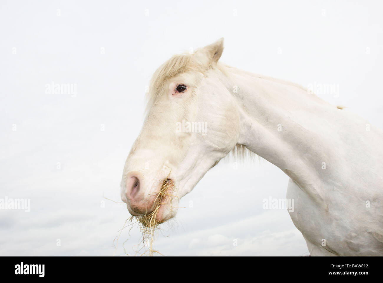 White horse eating some hey against a cloudy sky Stock Photo