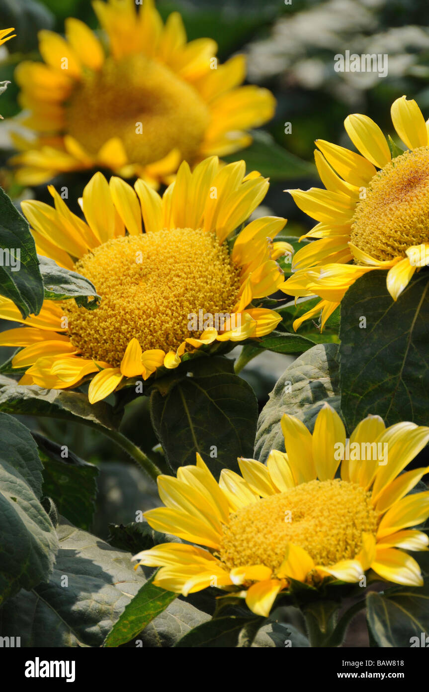 Sunflowers in Field Stock Photo