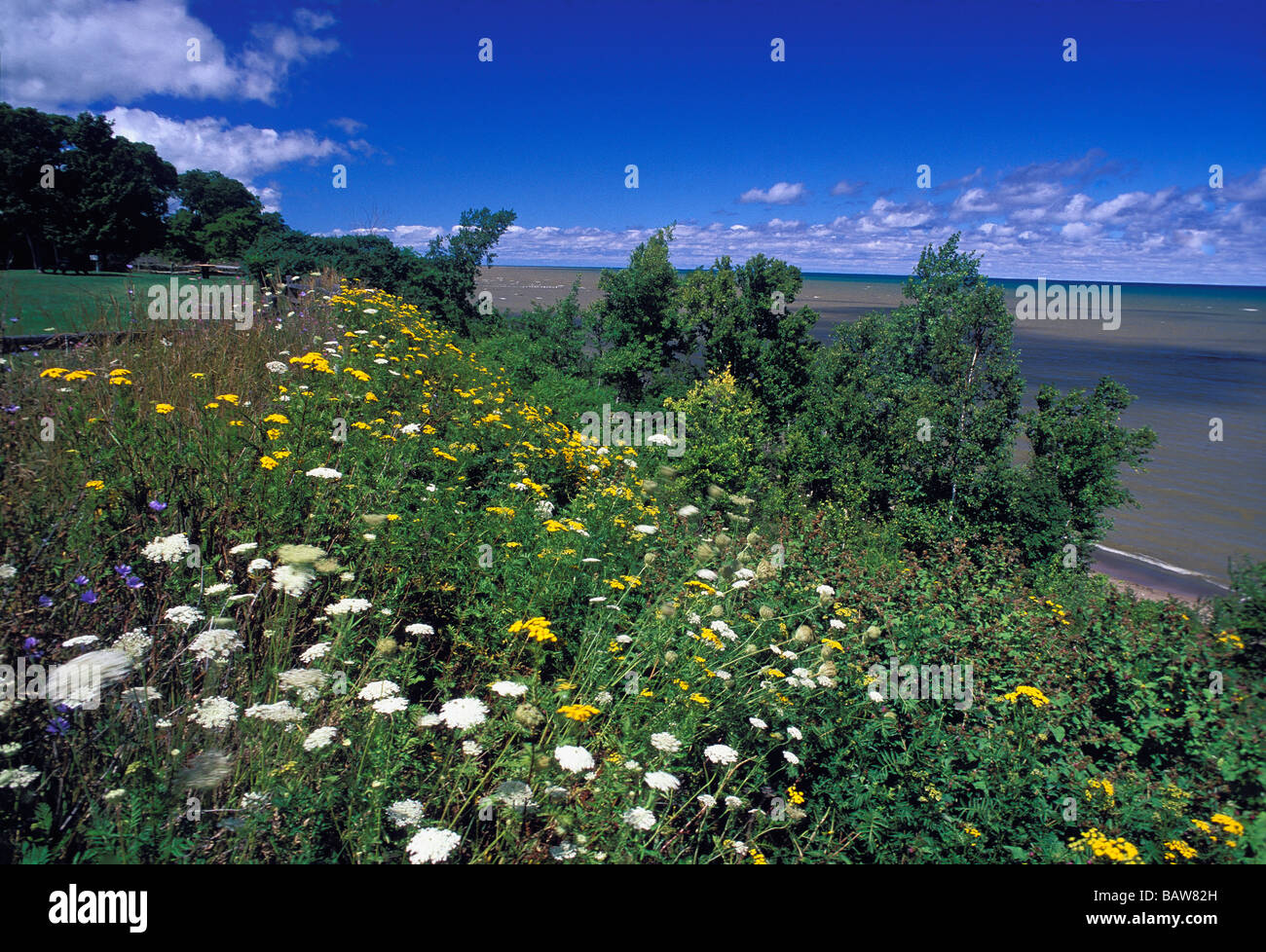 Wildflowers on Lake Huron Shore in Sanilac County Michigan Stock Photo