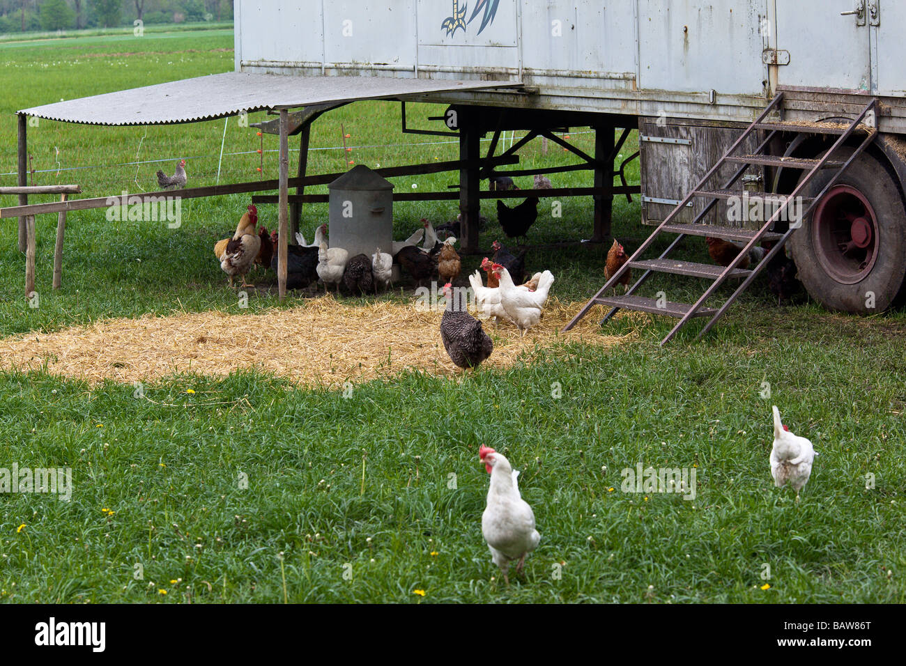 Free Range Chickens In A Field With Portable Chicken Coop Stock