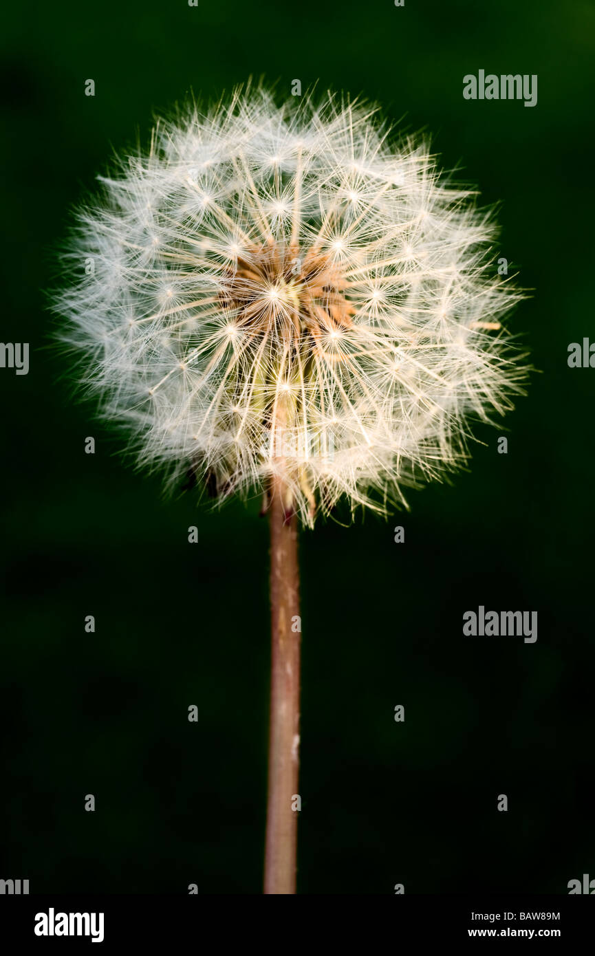 Here Today Gone Tomorrow Stock Photo Alamy Here Today Gone Tomorrow Stock Photo Alamy