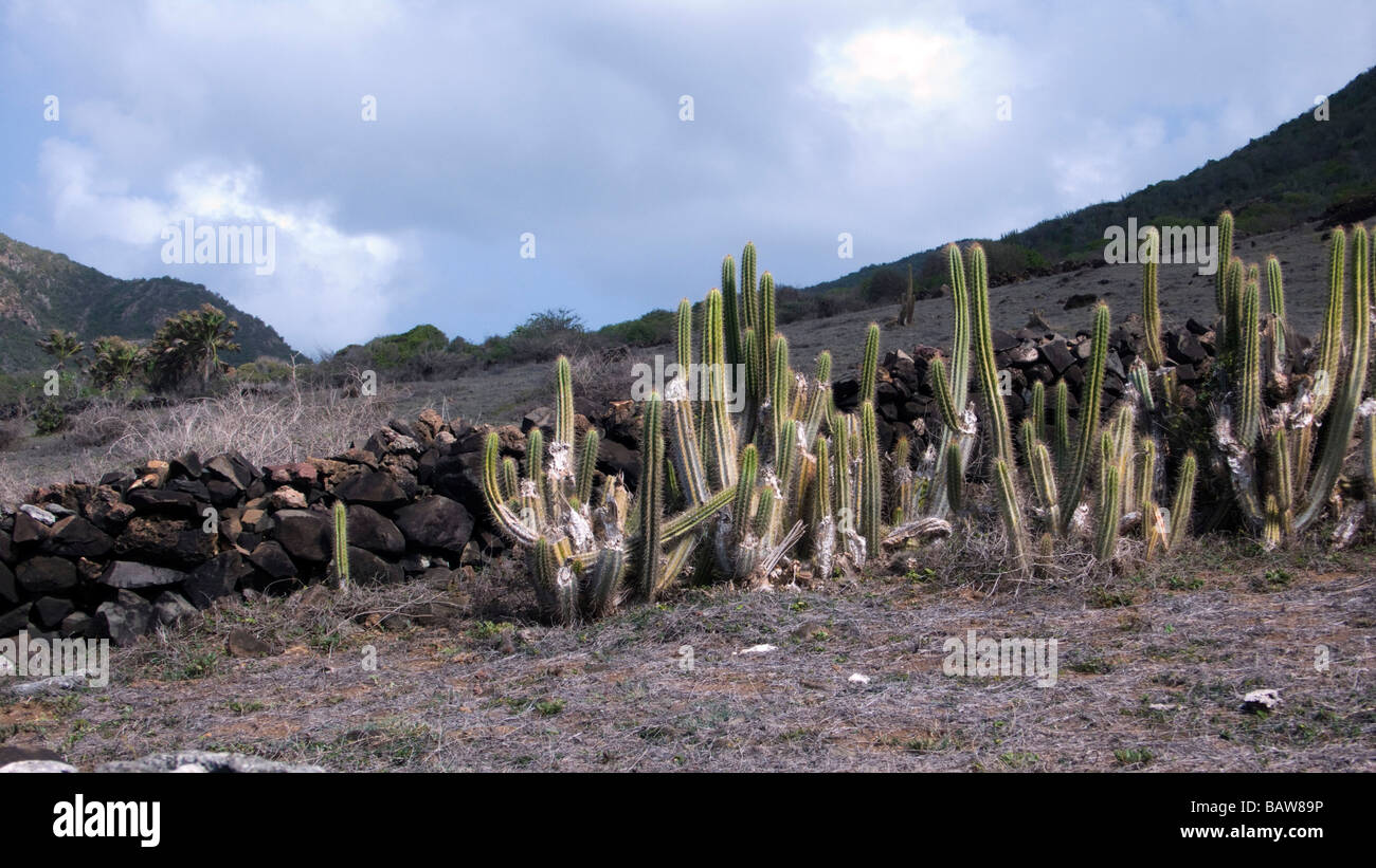 Traditional rock wall and wild cactus St Barts Stock Photo