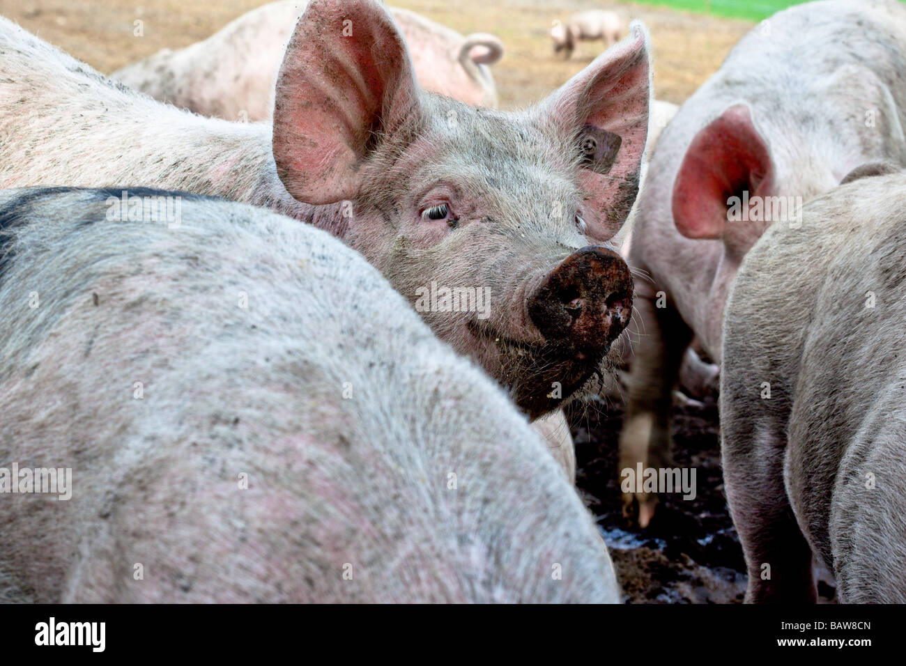 Stand out in a crowd. A young pig looks at the camera between other pigs. Charles Lupica Stock Photo