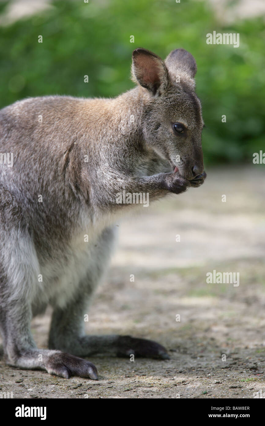 Red necked Wallaby Macropus rufogriseus Stock Photo Alamy