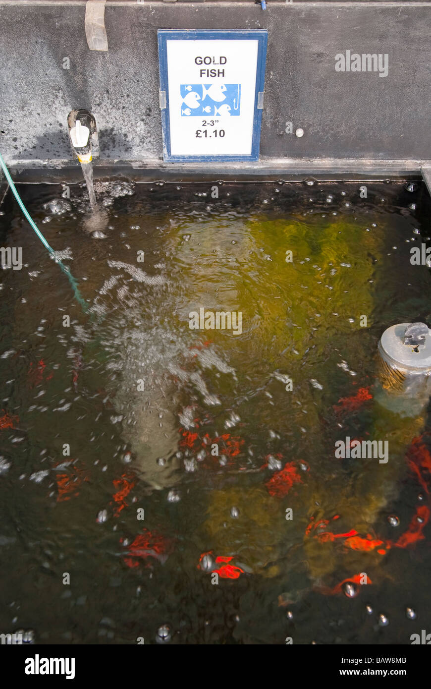 Goldfish for sale at a uk garden centre for your pond Stock Photo