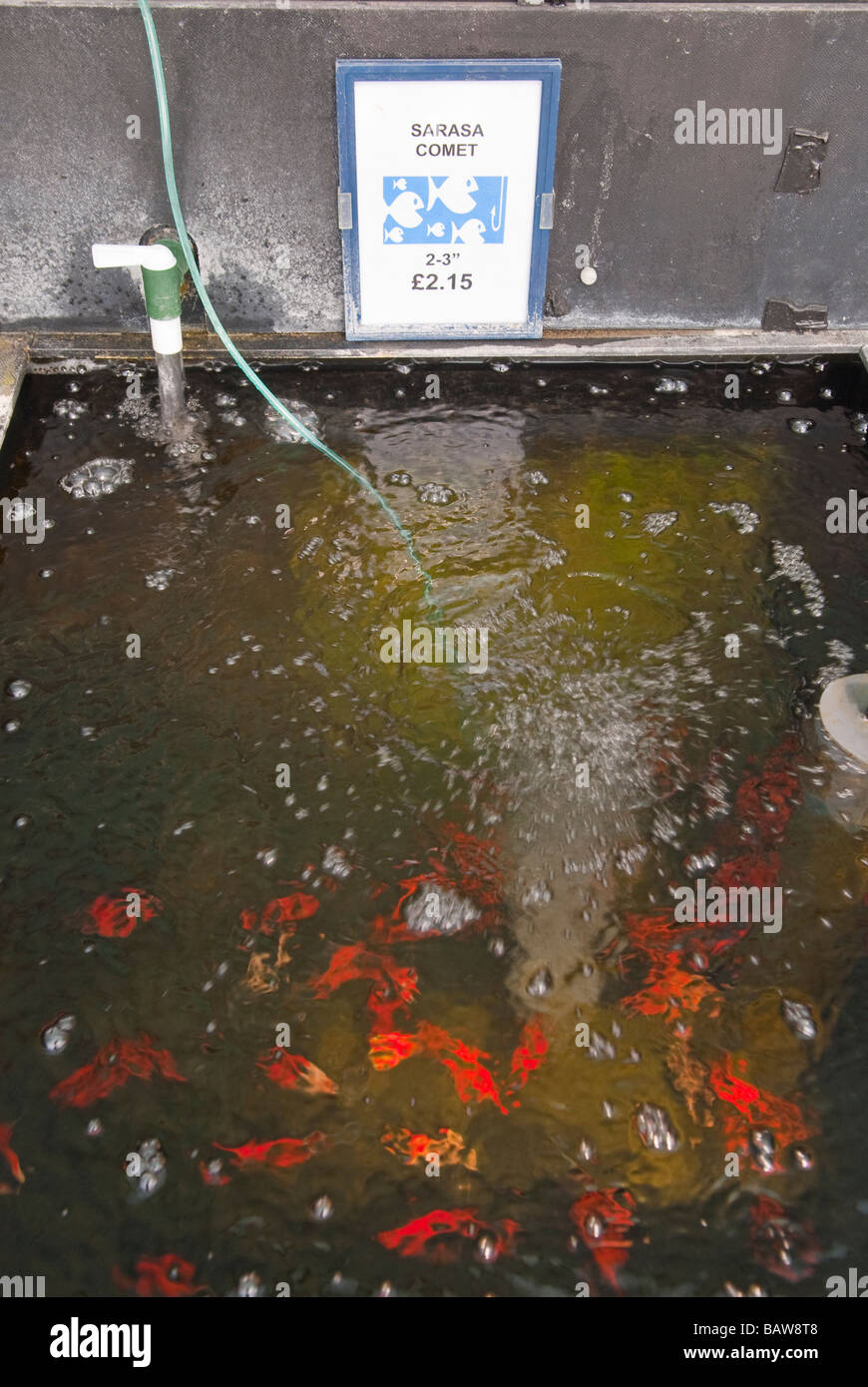 Sarasa Comet Goldfish for sale at a uk garden centre for your pond Stock Photo