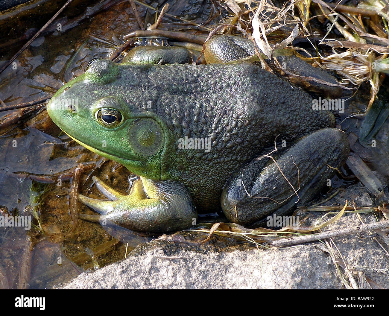 Bullfrog, mature male, Rana catesbeiana Stock Photo