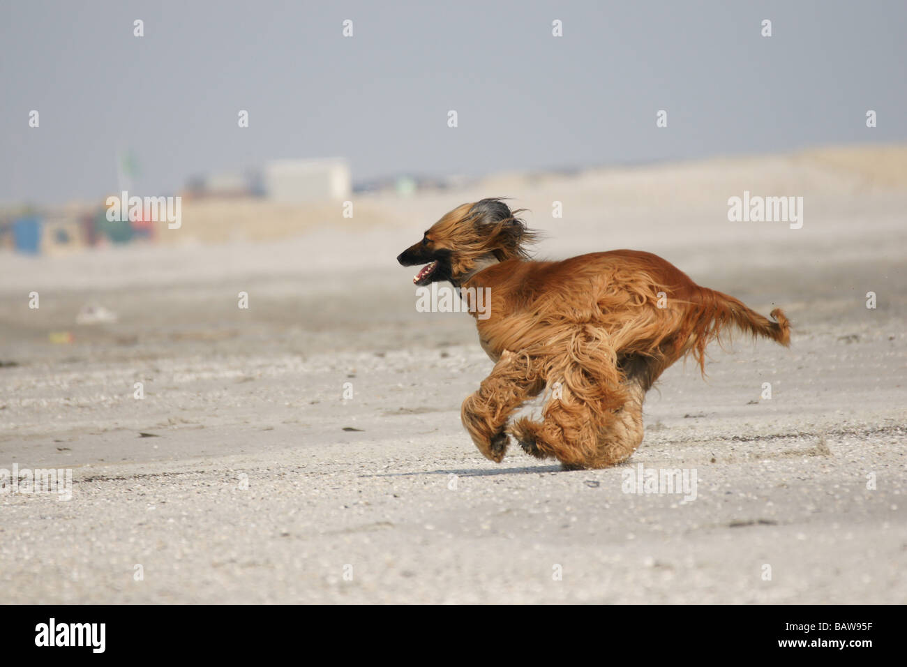 Yellow long fur afghan hound dog running fast at sand beach Stock Photo