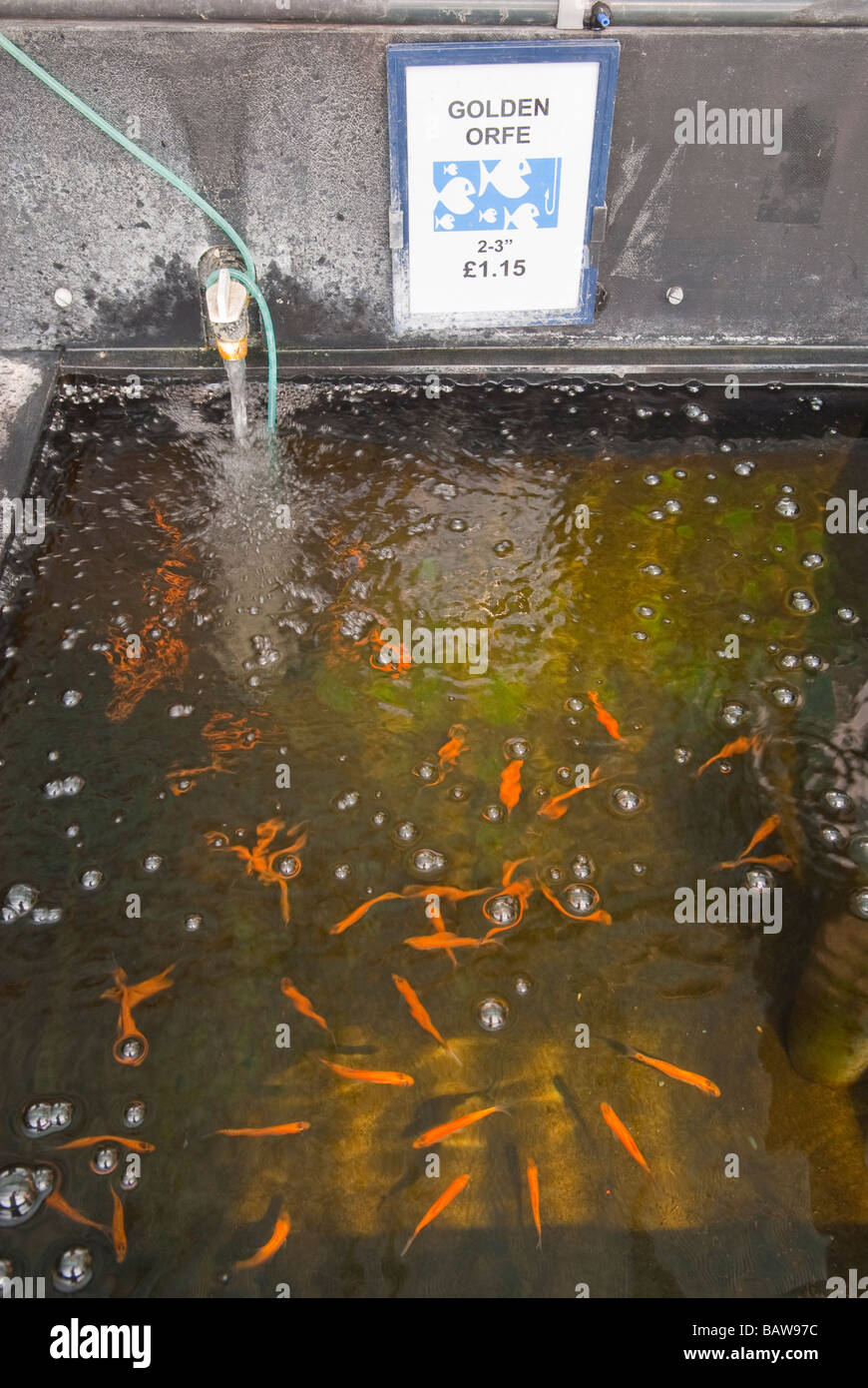 Golden Orfe Goldfish for sale at a uk garden centre