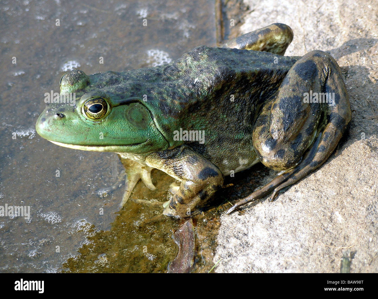 Amphibian frog bull hi-res stock photography and images - Page 2