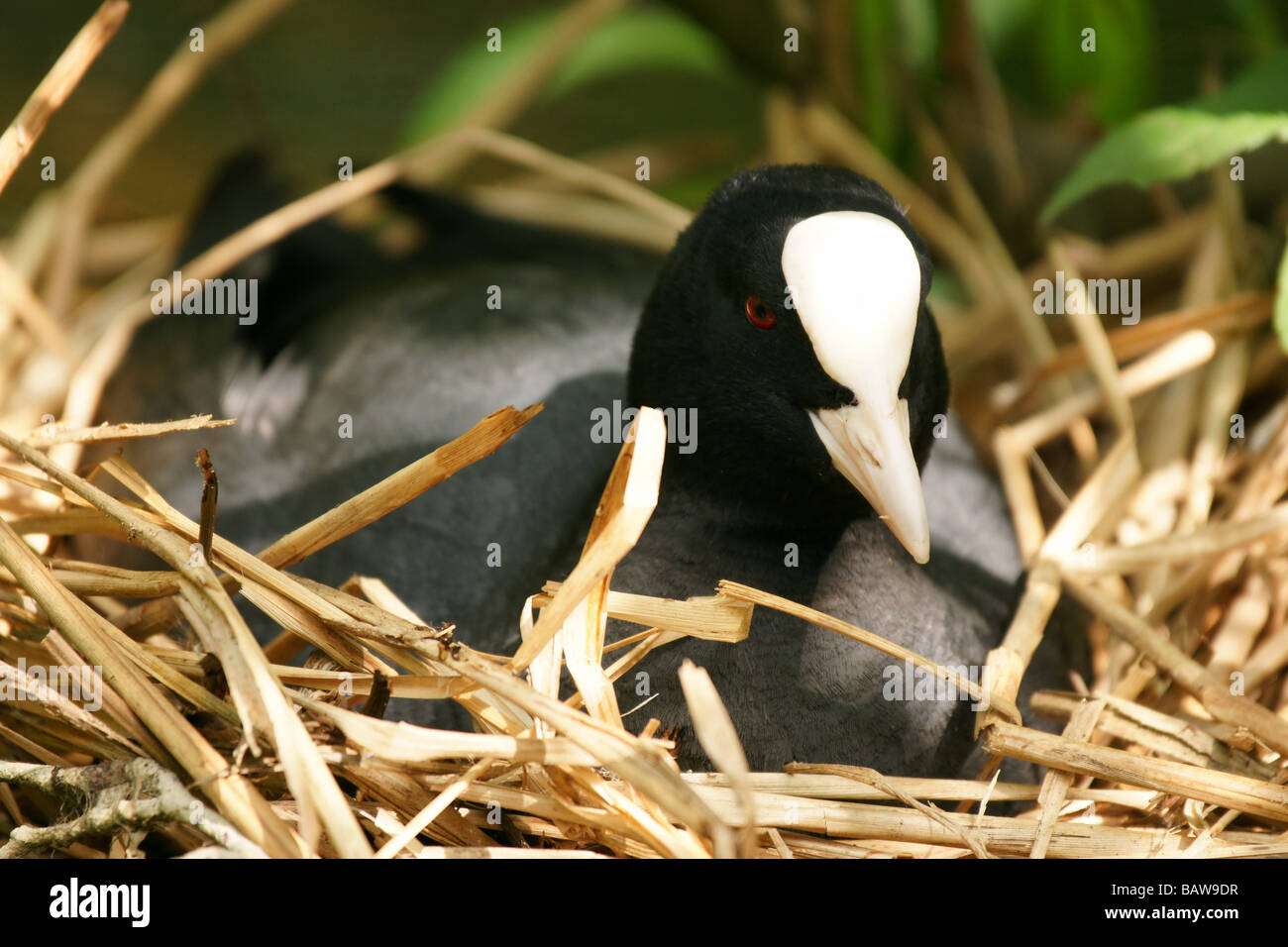 Nesting coot bird fulica atra black one alone in nest outdoors Stock Photo
