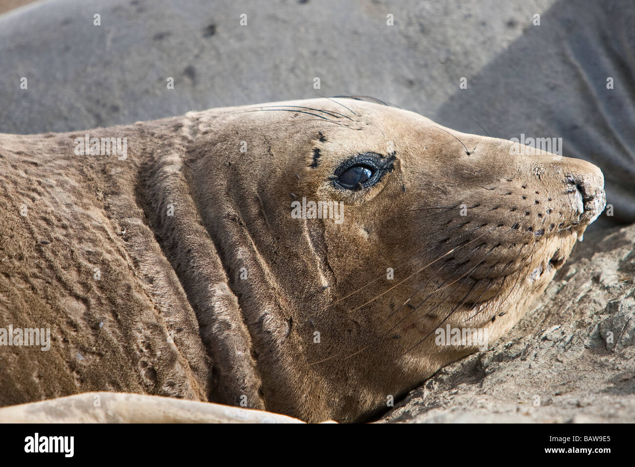 Nördlicher Seelefant Mirounga angustirostris Northern Elephant Seal moulting Isla San Benitos Baja California Mexico Stock Photo