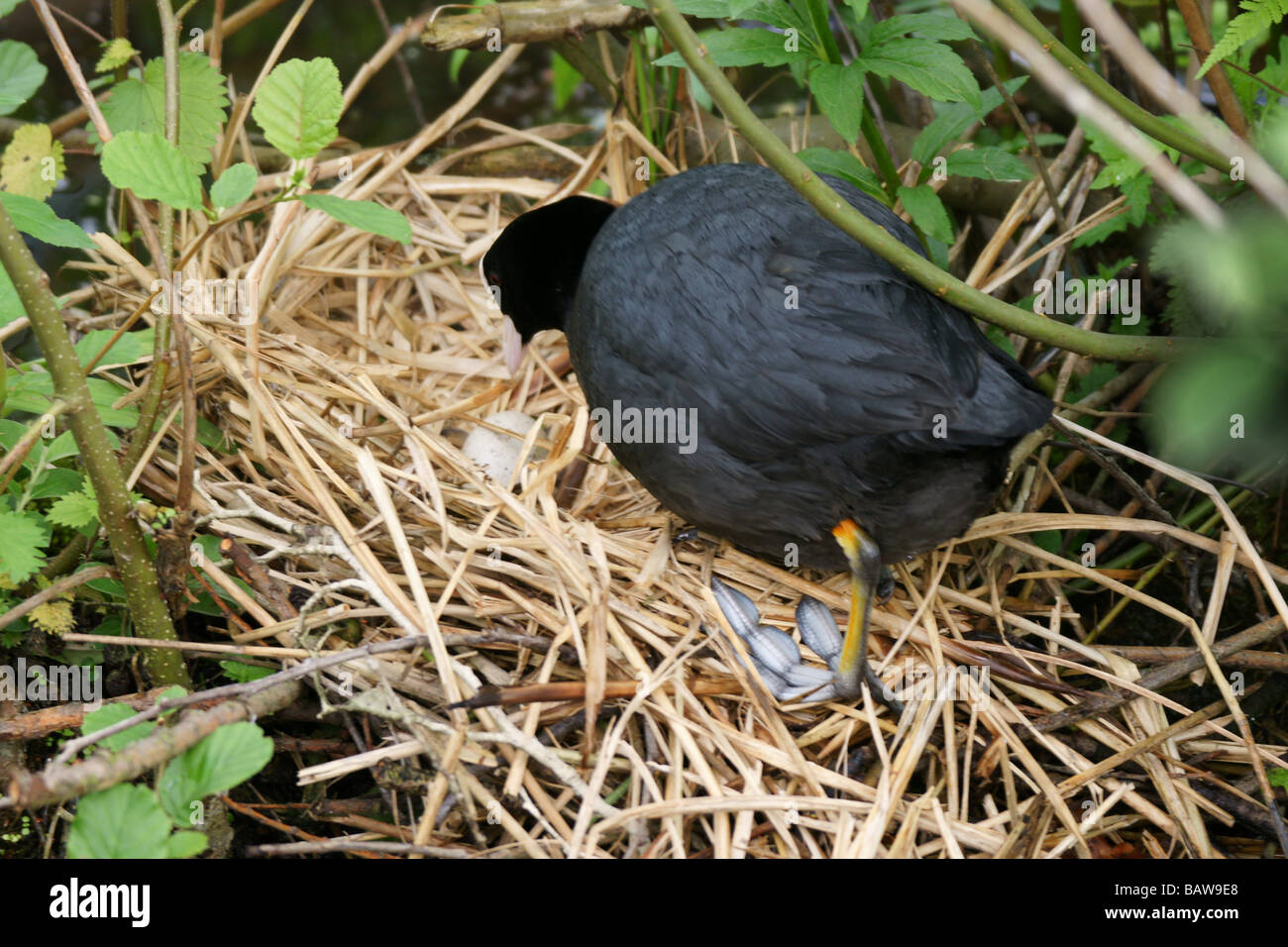 Nesting coot bird fulica atra black one alone in nest outdoors Stock Photo