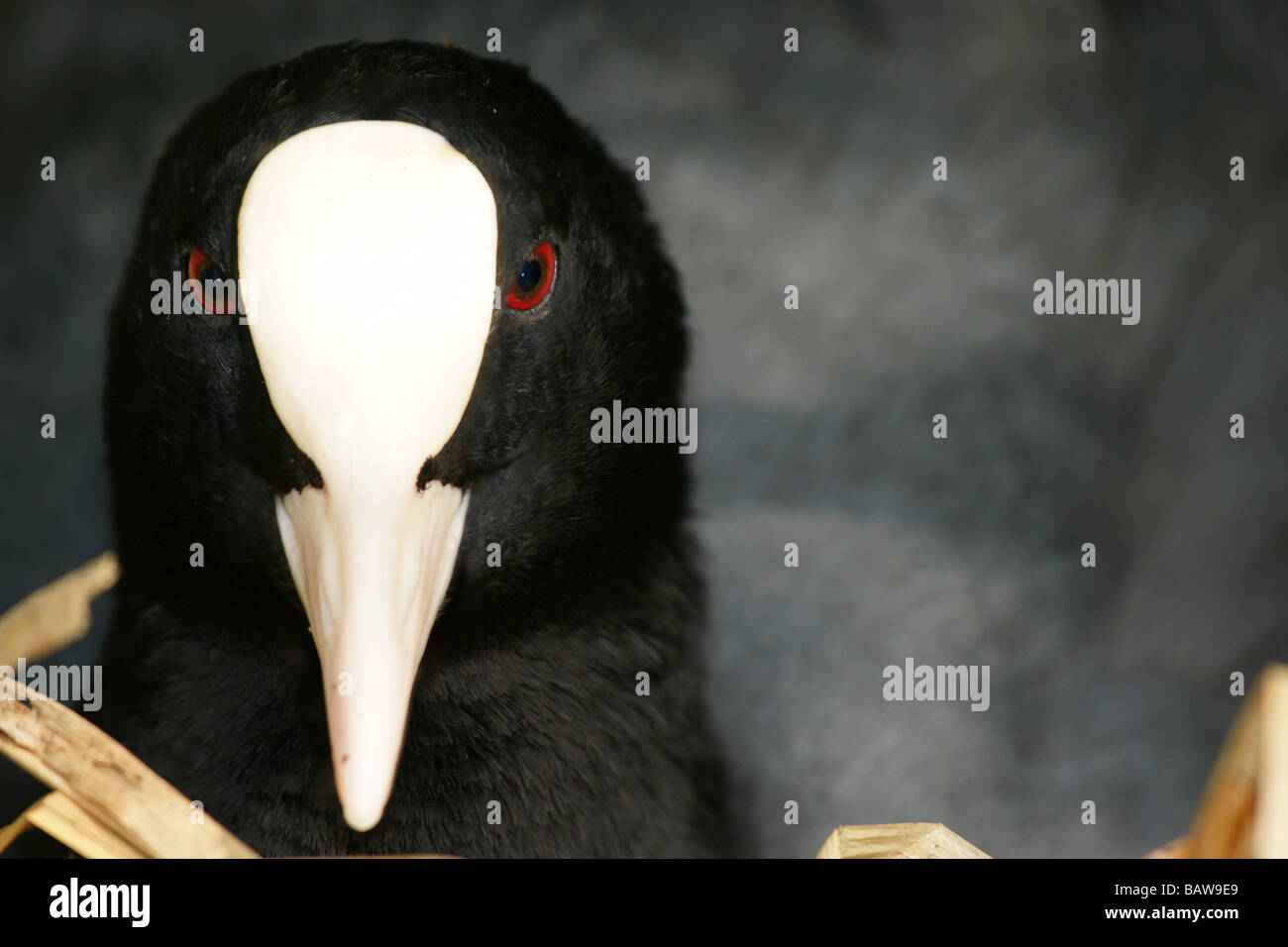 Nesting coot bird fulica atra black one alone in nest outdoors Stock Photo