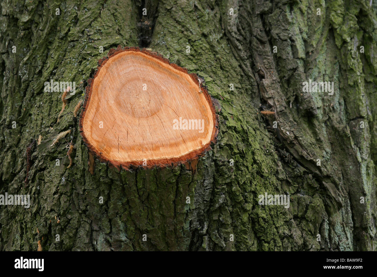Tree cut branch fresh chopped circular wound wood Stock Photo Alamy
