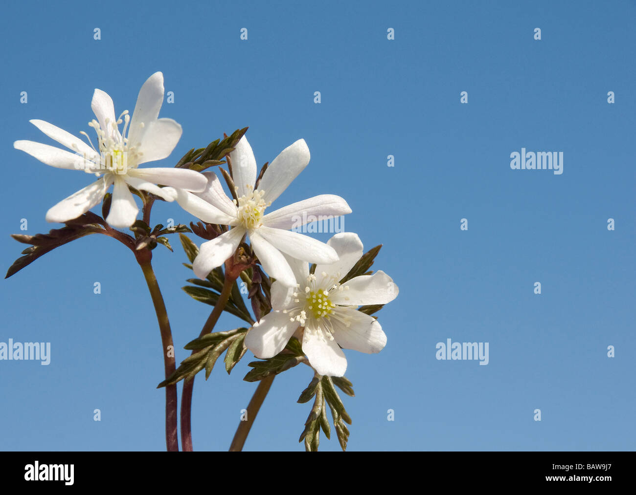 Anemone amurensis Stock Photo