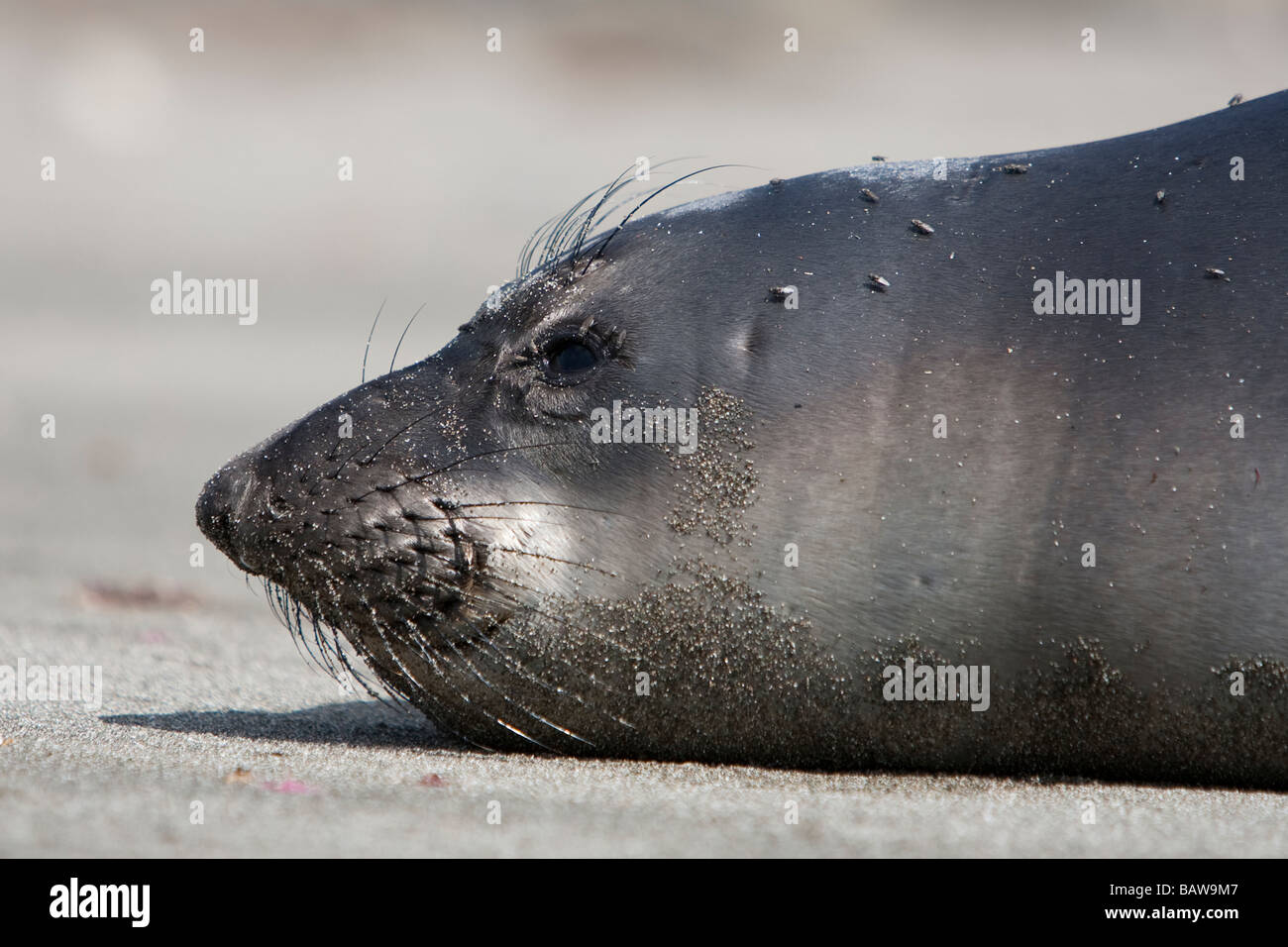 Nördlicher Seelefant Mirounga angustirostris Northern Elephant Seal juvenil resting on beach wild Stock Photo