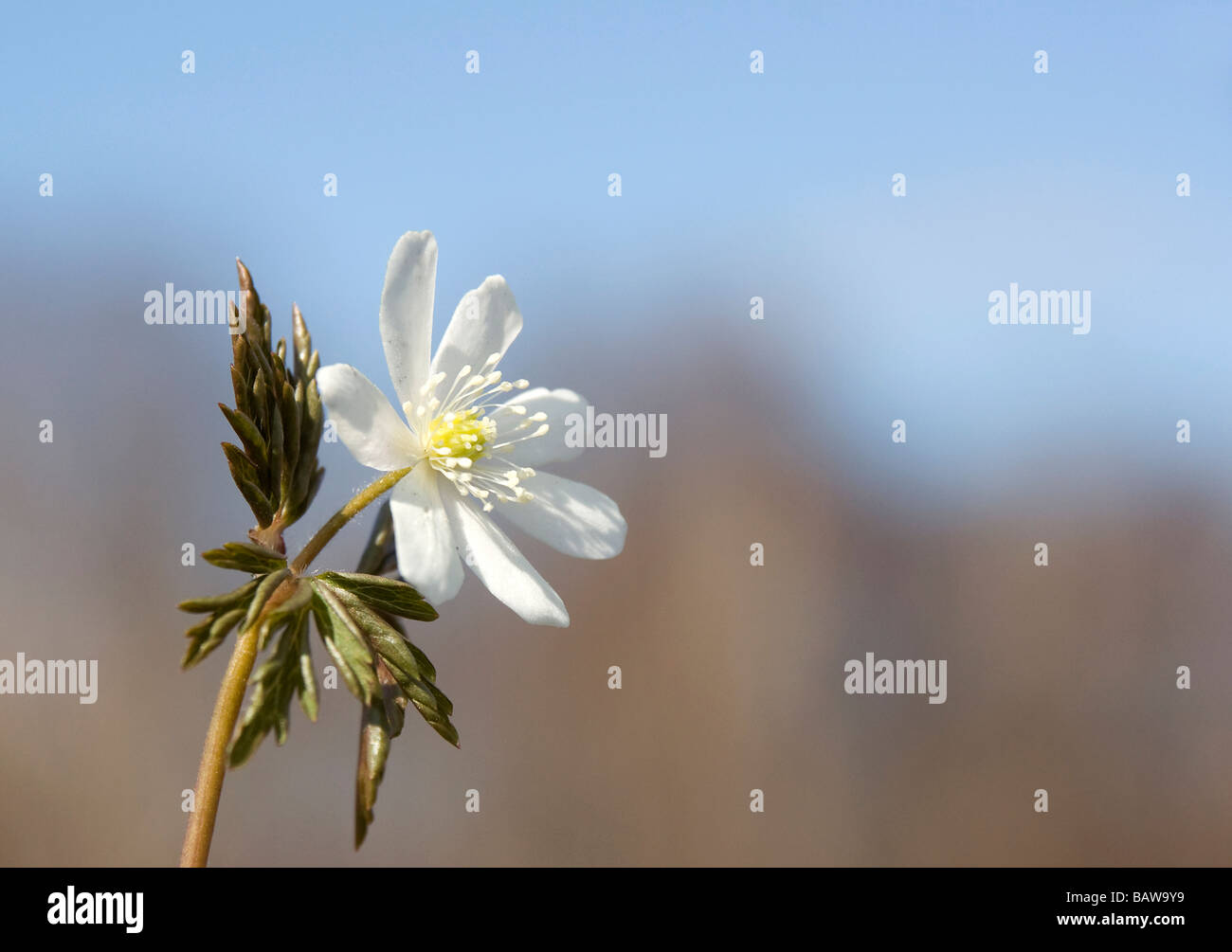 Anemone amurensis Stock Photo