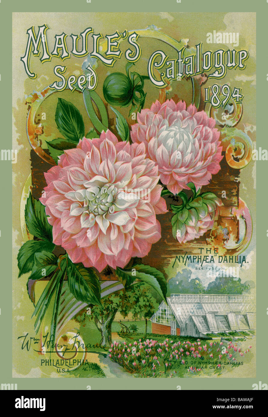 1899 Dreer's Bulbs Vintage Flowers Seed Packet Catalogue Advertisement Poster