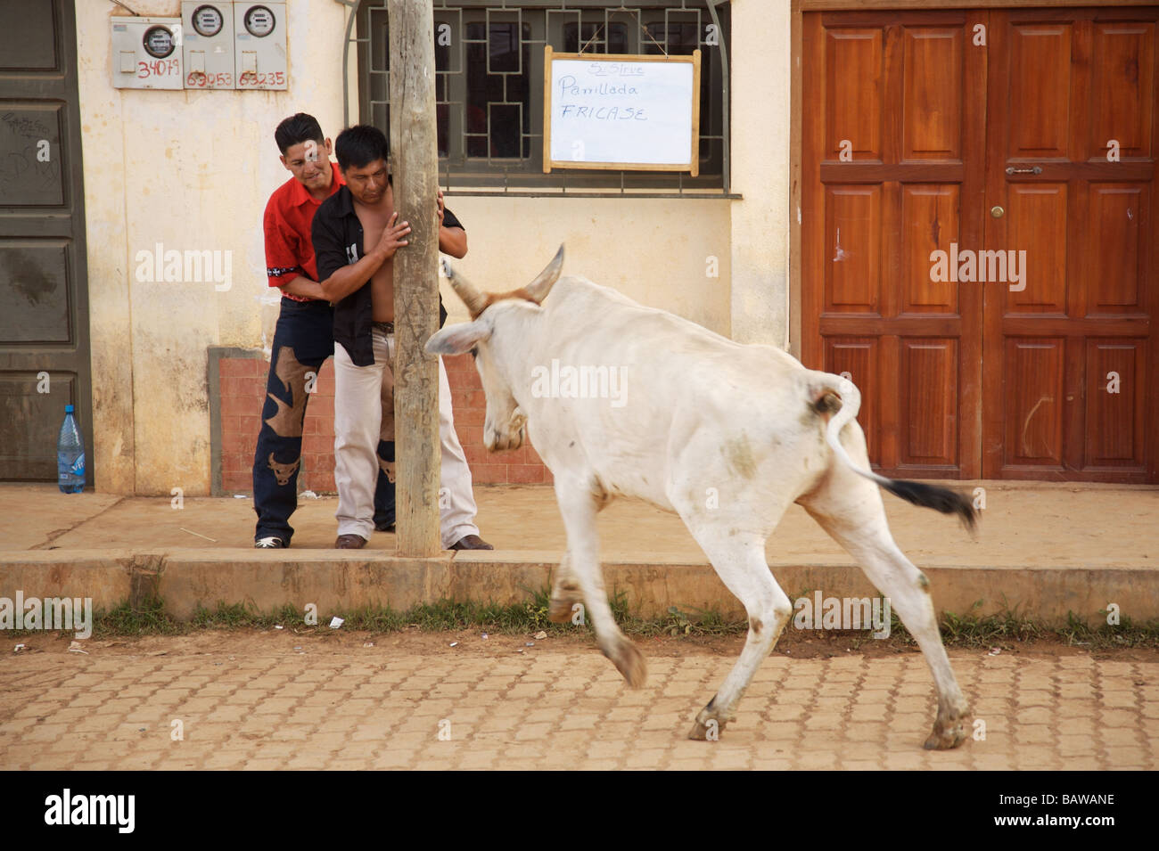Men hide behind a post after taunting an angry white bull in Apolo, Bolivia Stock Photo