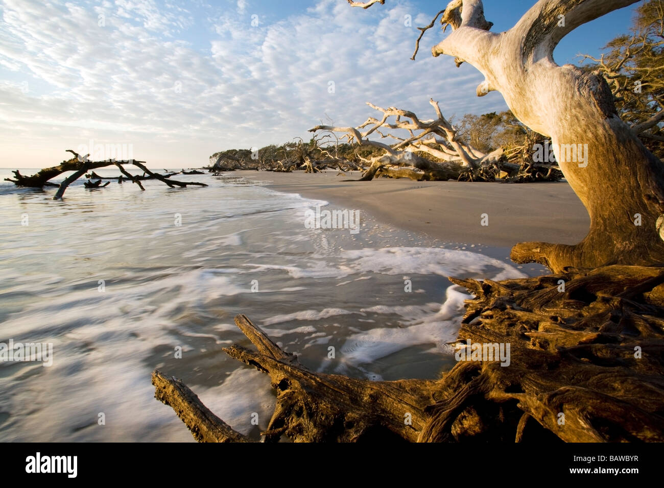 Driftwood Beach - Jekyll Island, Georgia Stock Photo - Alamy