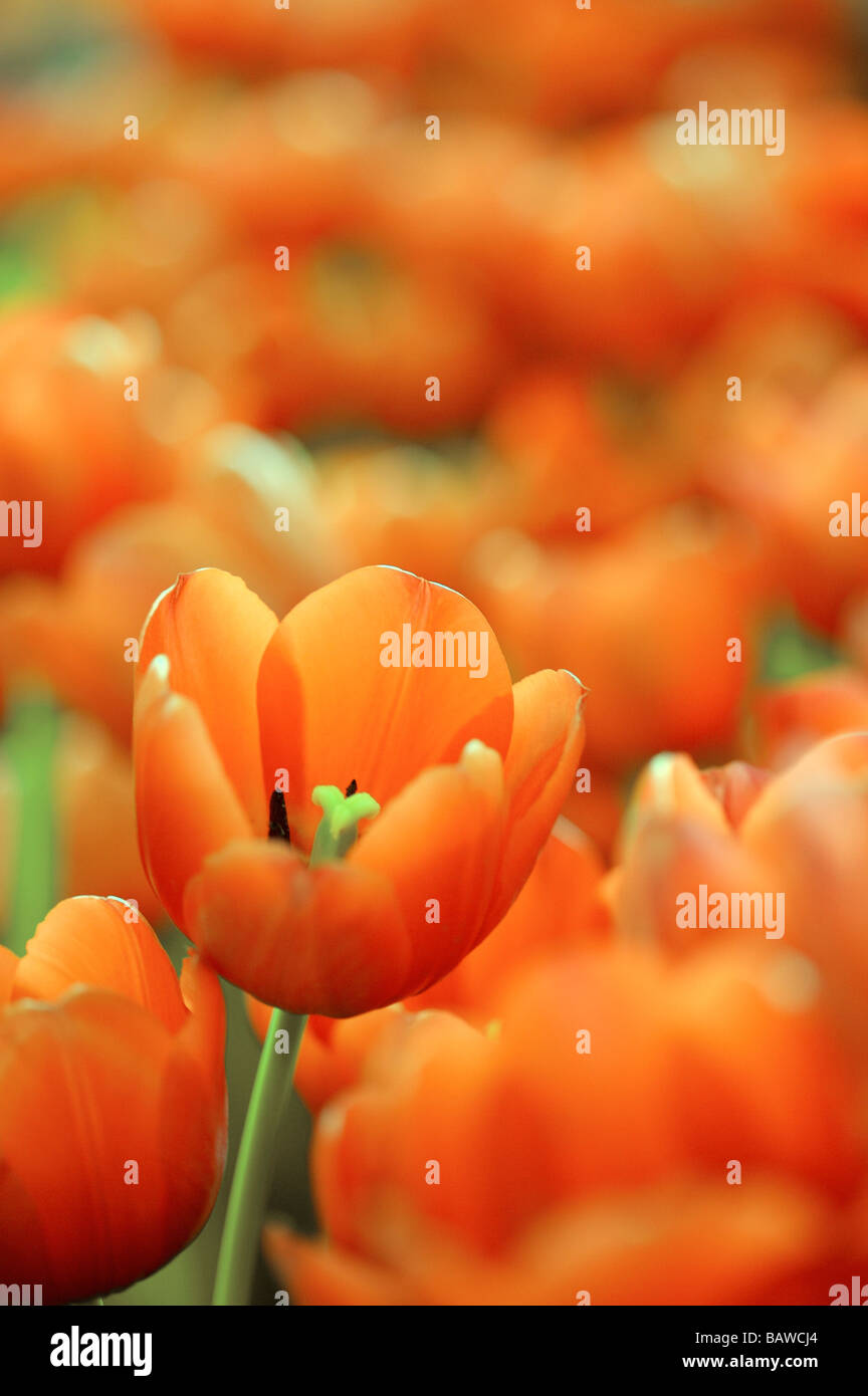 Close up of tulip Stock Photo - Alamy