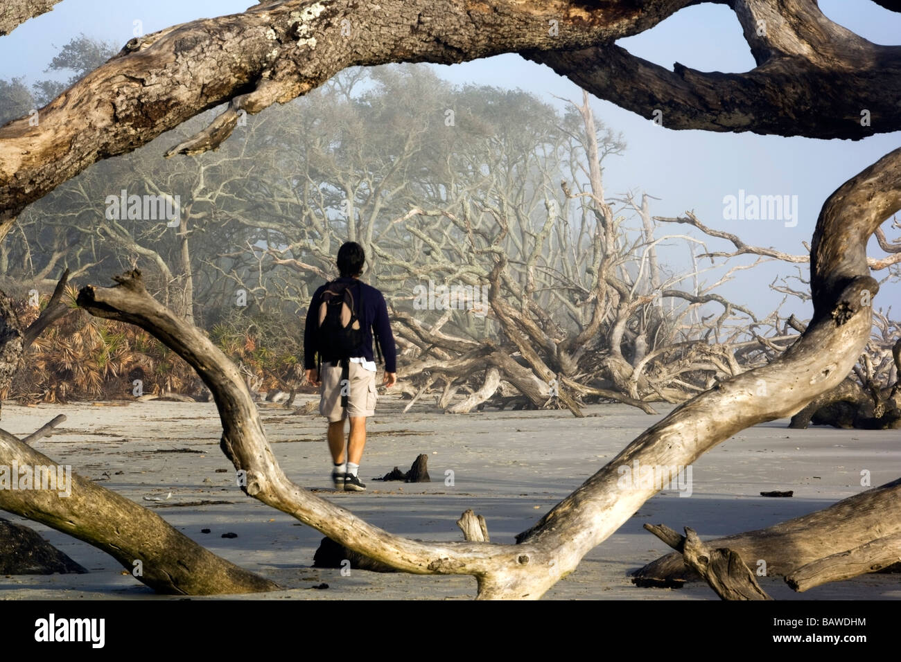 Person walking on Driftwood Beach - Jekyll Island, Georgia Stock Photo