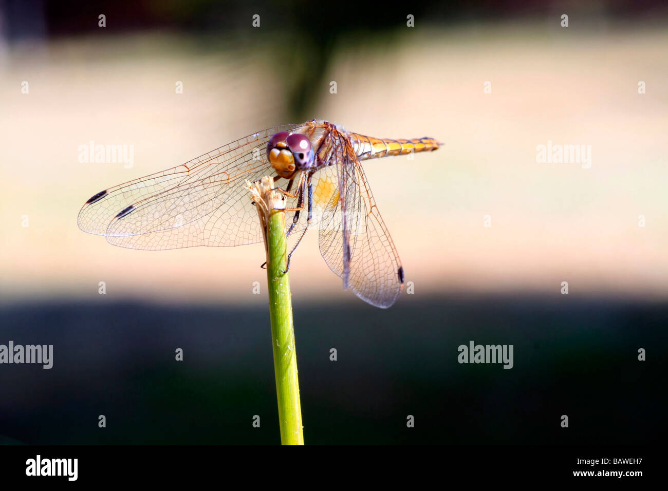 Macro of a beautiful, colourful dragonfly Stock Photo