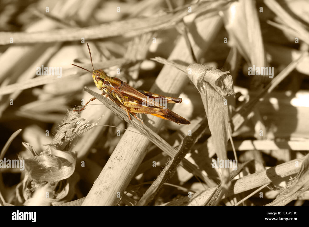 Grasshopper in the bush Stock Photo