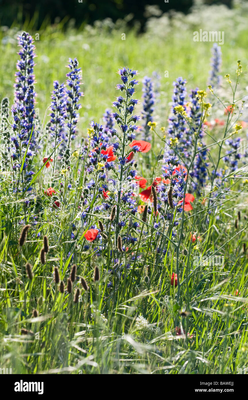 wildflower meadow with poppies and viper's bugloss Stock Photo