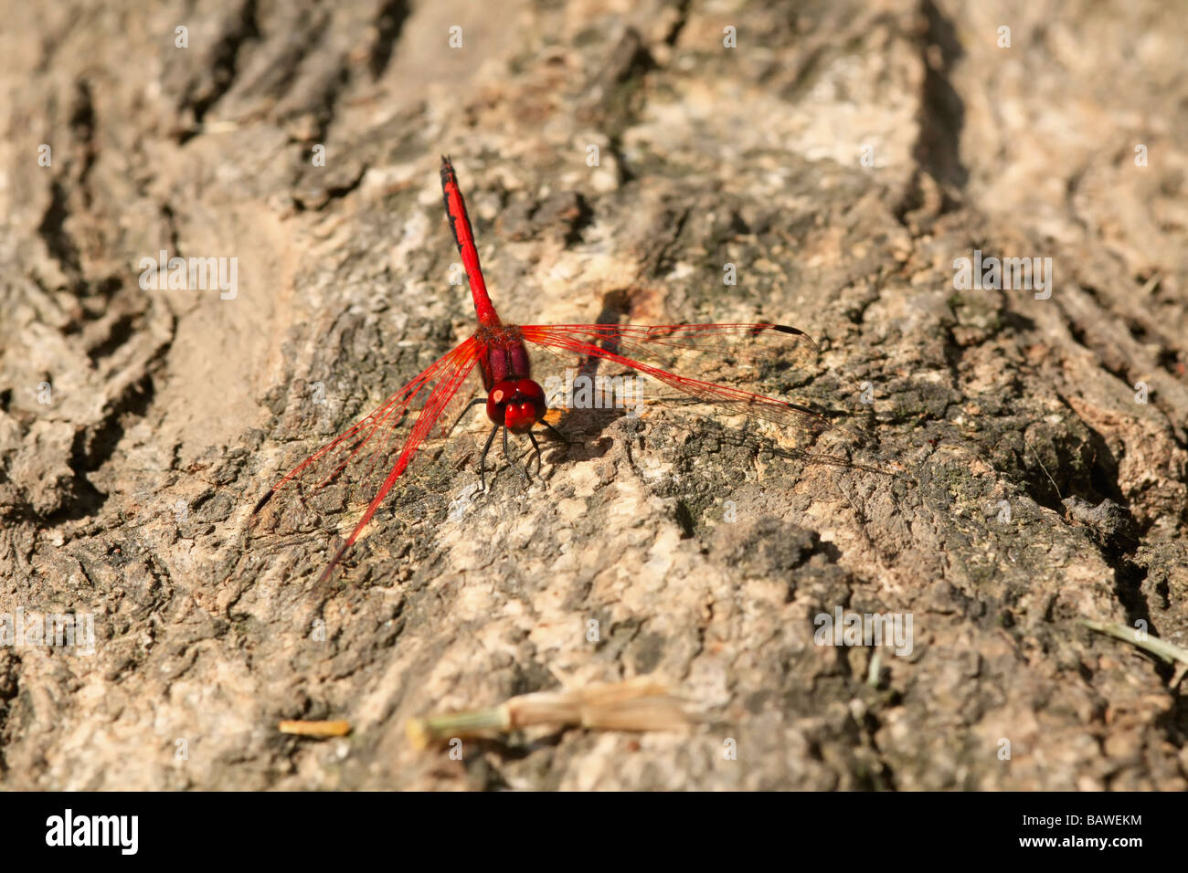 Macro of a beautiful, colourful dragonfly Stock Photo