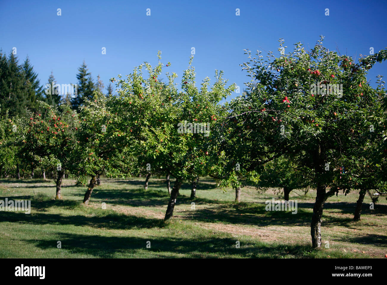 Apple Trees With Island