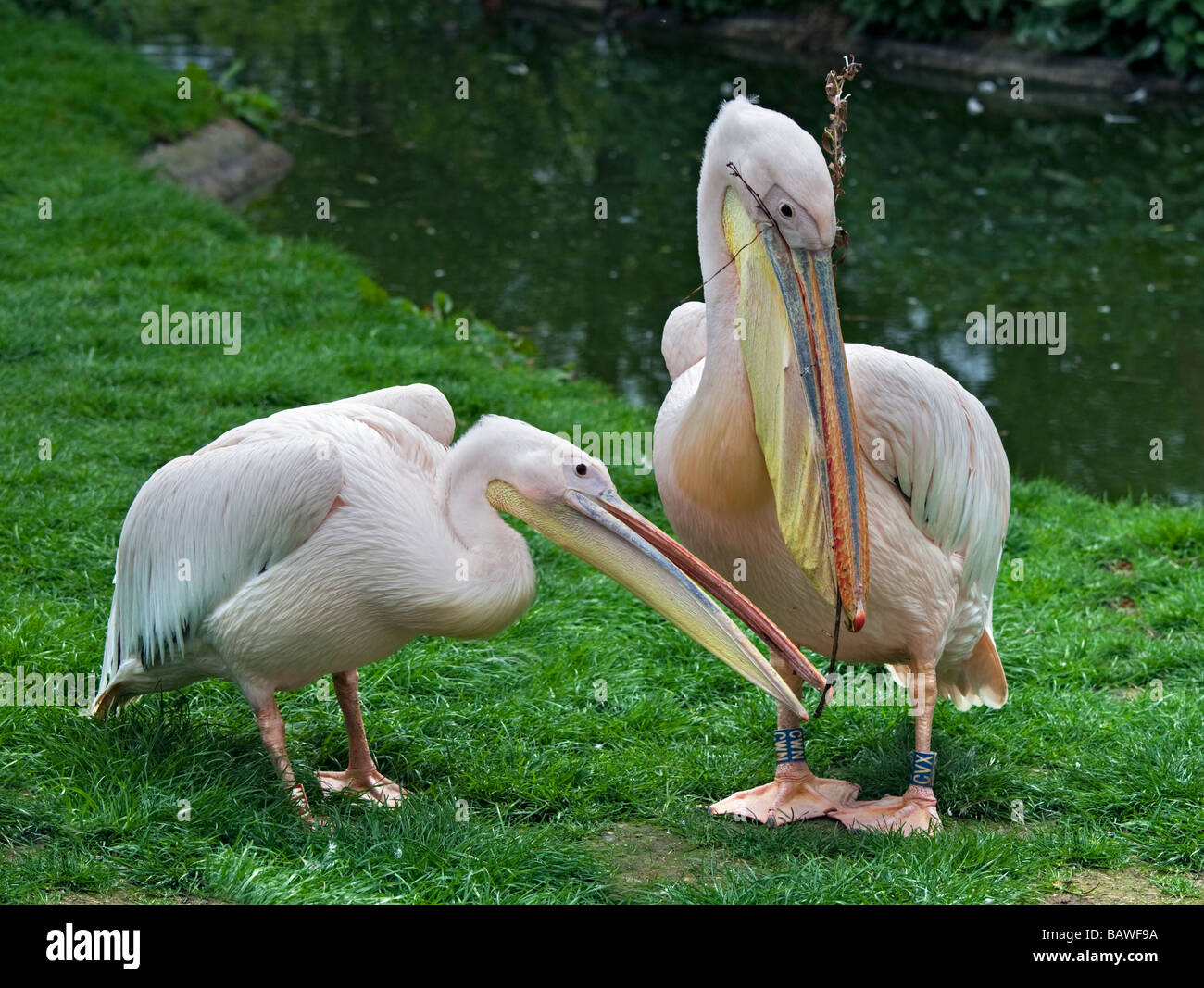 Pelicans nesting hires stock photography and images Alamy