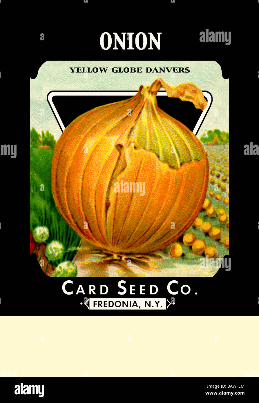 Yellow globe danvers onion hi-res stock photography and images - Alamy