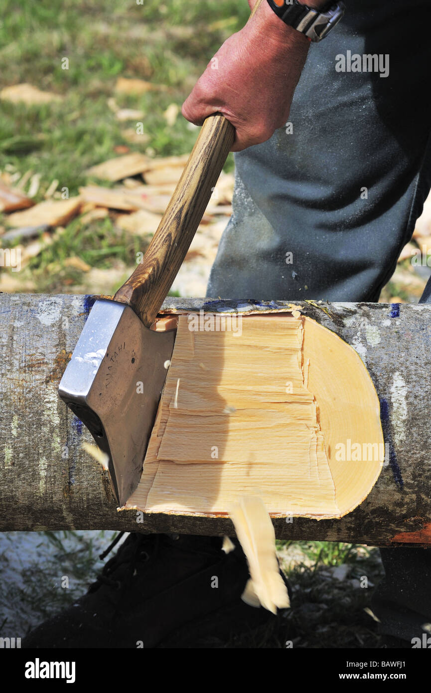 Action close up of the head of an axe, chopping through a beech log, with chips flying in the
