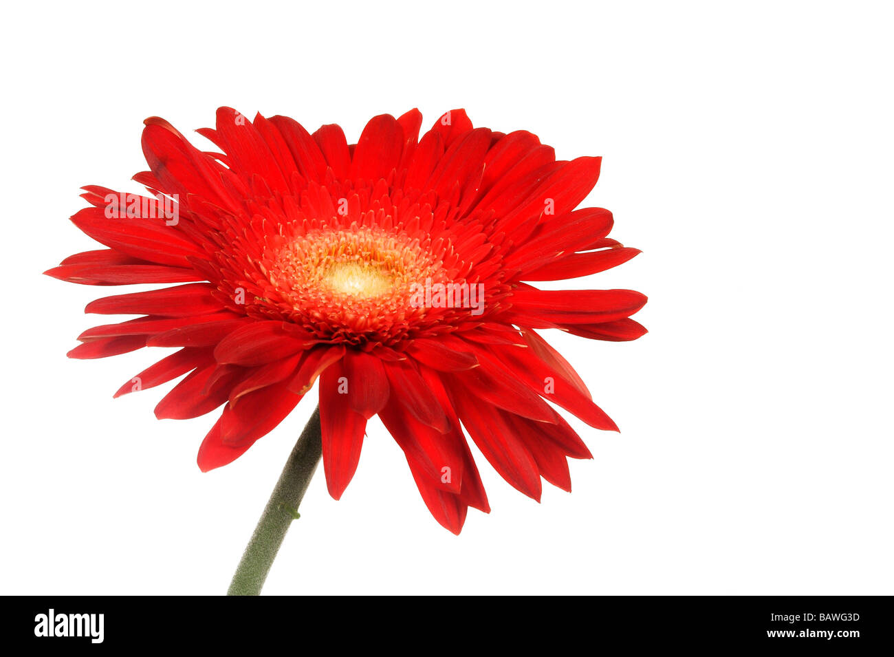 Red daisy Stock Photo