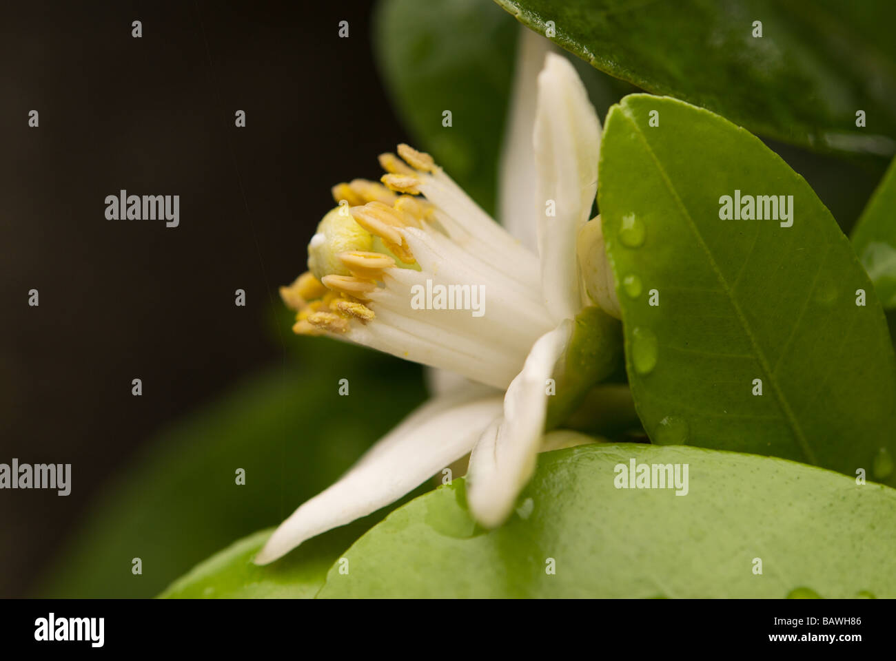 The white flower of a Natsumikan (Citrus natsudaidai), a popular though sour Japanese citrus variety Stock Photo