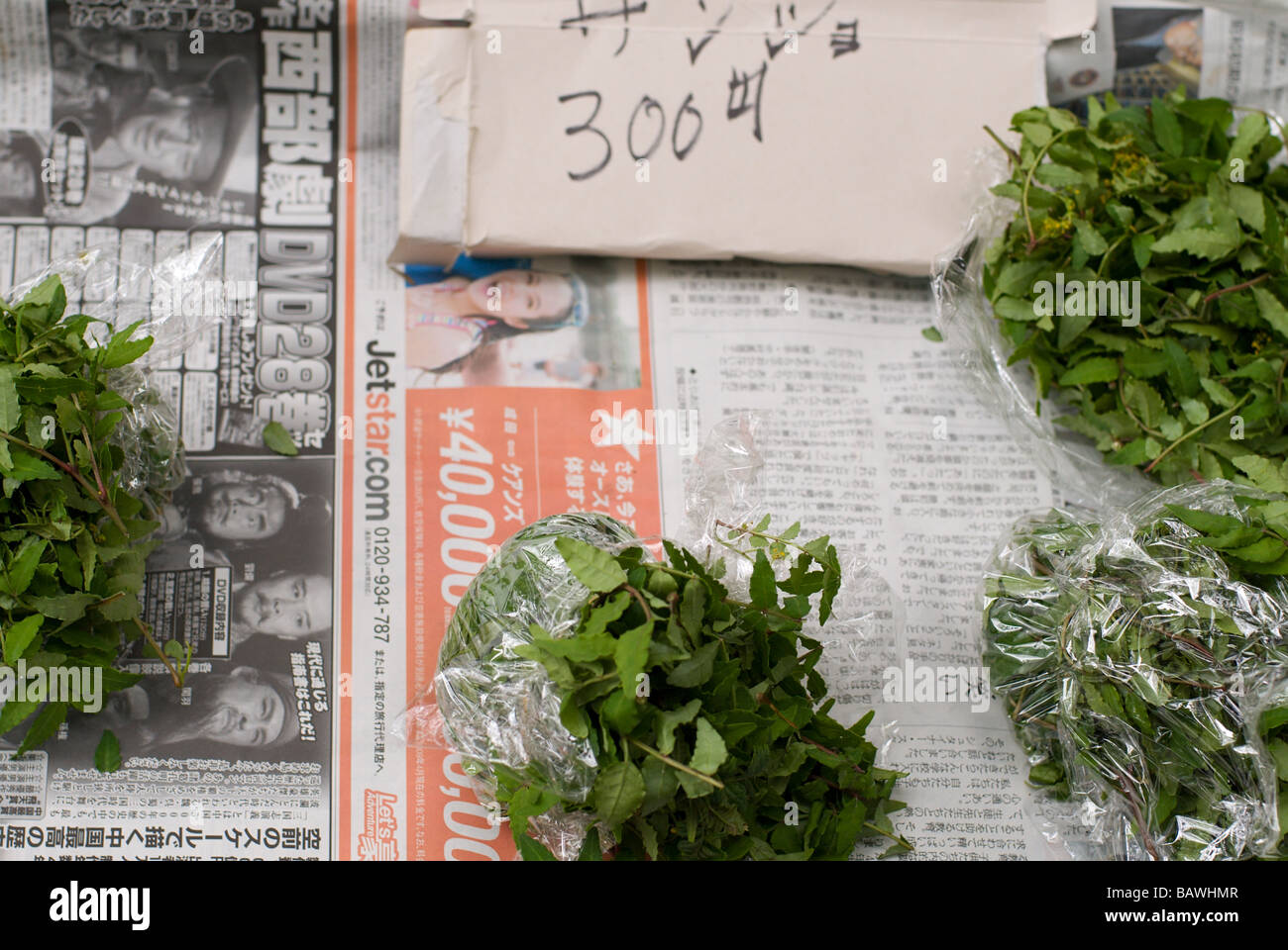 Sansho (Zanthoxylum piperitum), or Sichuan pepper or Szechuan pepper leaves for sale in the springtime in Japan Stock Photo