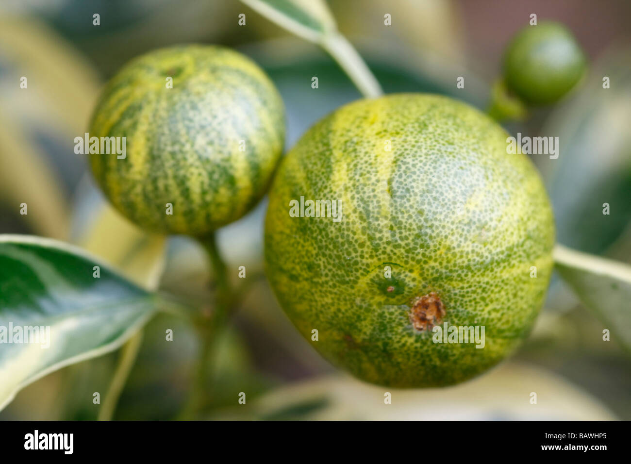 Ornamental orange still on the tree Stock Photo Alamy